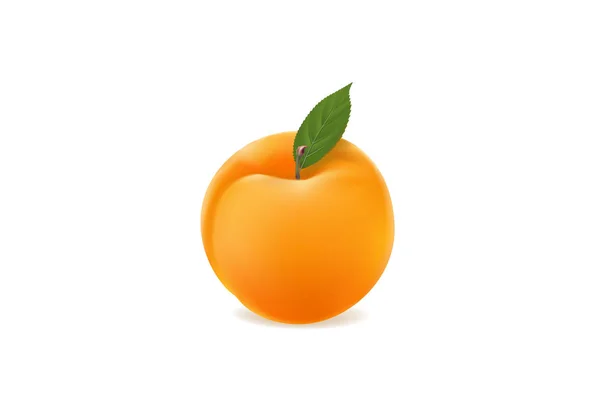 Zralé meruňky na bílém pozadí — Stockový vektor