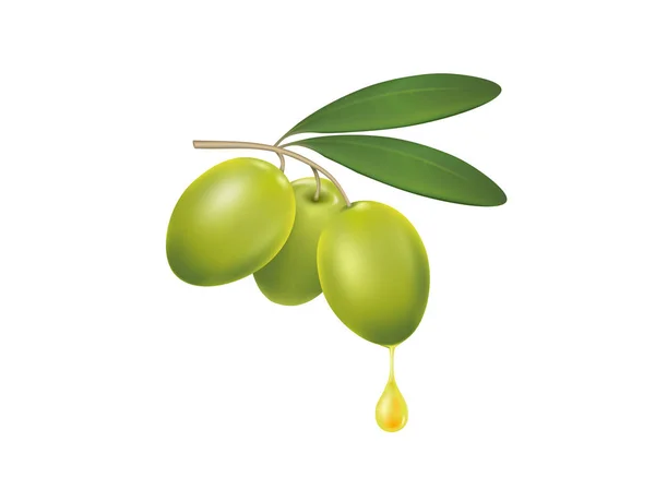 Olive branch kroplą oliwy z oliwek — Wektor stockowy