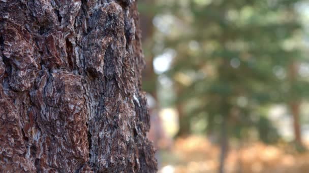 Marche familiale multi-génération en forêt — Video