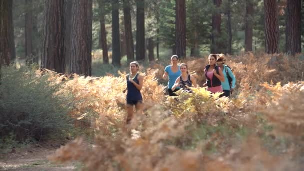 Mujeres jóvenes adultas corriendo en un bosque — Vídeos de Stock