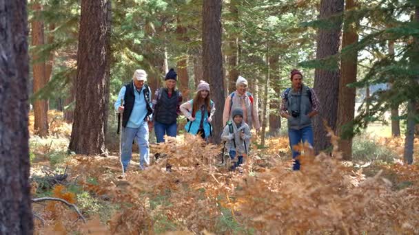 Mehrgenerationenfamilie geht im Wald spazieren — Stockvideo