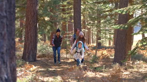 Familie die uit het verleden in een bos loopt — Stockvideo