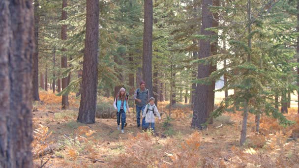 Família andando passado em uma floresta — Vídeo de Stock