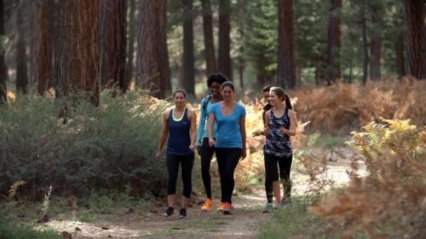 Mujeres corredoras caminan en un bosque — Vídeo de stock