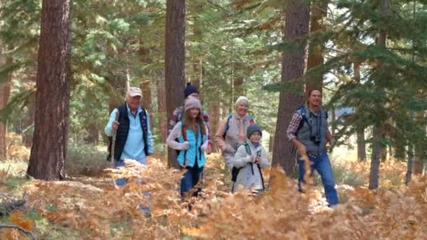 Multi generation familj gå i en skog — Stockvideo