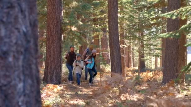 Family running past on a forest trail — Stock Video