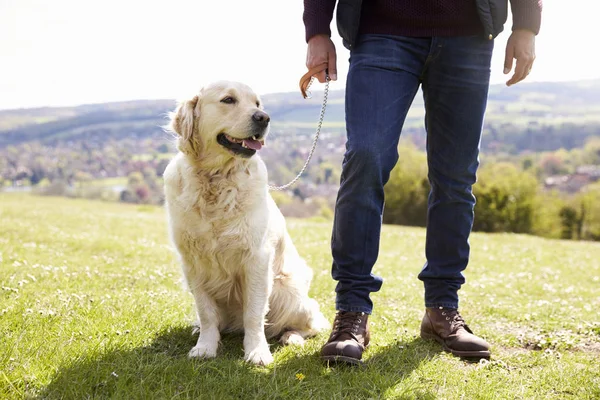 Golden Retriever On Walk In Countryside — Stock Photo, Image