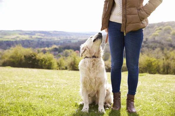 Golden Retriever på promenad på landsbygden — Stockfoto