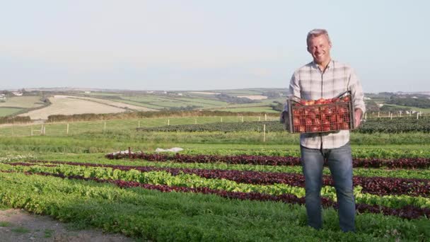 Фермер с органической культурой помидоров — стоковое видео