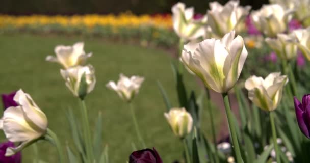 Tulipanes abiertos en el parque en primavera — Vídeo de stock
