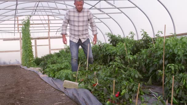 Фермер проверяет растения чили в теплице — стоковое видео