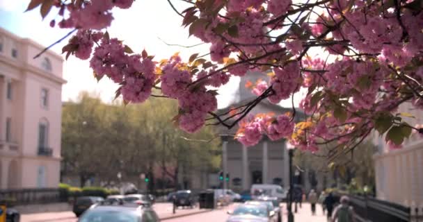 Fiori di ciliegio primaverili in strada di città — Video Stock