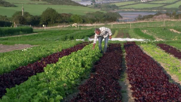 Landwirt überprüft Salatblätter — Stockvideo