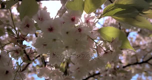 Fiore di ciliegio primavera retroilluminato — Video Stock