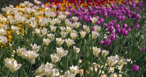 Pestrobarevné tulipány v parku na jaře — Stock video