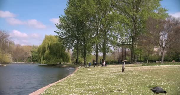 Ptaków nad jeziorem łodzi w Regent's Park — Wideo stockowe