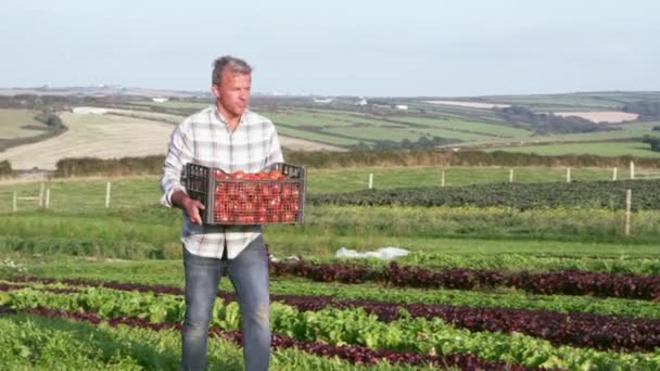 Jordbrukare med ekologisk tomat skörd — Stockvideo