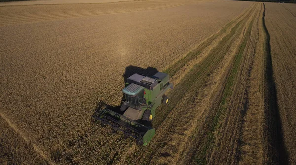 Combina mietitrebbie che lavorano nel campo di grano — Foto Stock