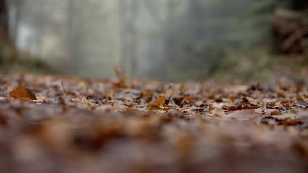 Φύλλα σε μονοπάτι μέσα από το δάσος το φθινόπωρο — Αρχείο Βίντεο