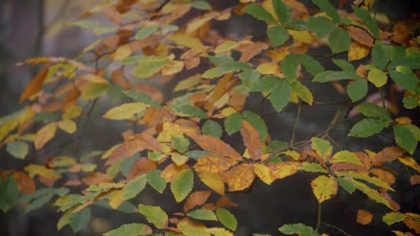 Blätter am Baum im Herbst — Stockvideo