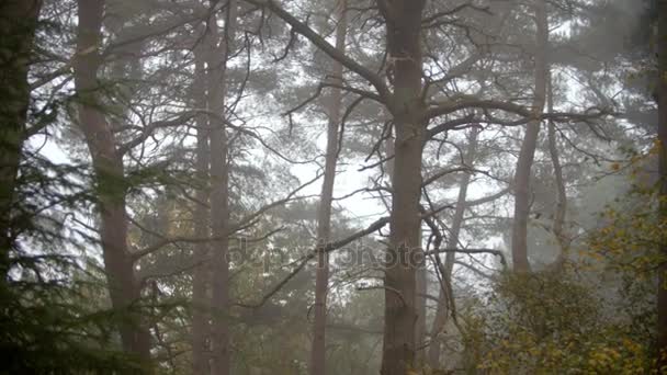 Árvores em Autumn Woodland — Vídeo de Stock
