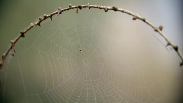 Людина-павук рішень роси — стокове відео