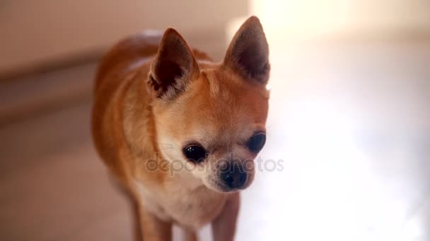 Lindo perro chihuahua — Vídeos de Stock