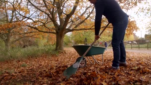 Reifer Mann harkt Herbstblätter — Stockvideo
