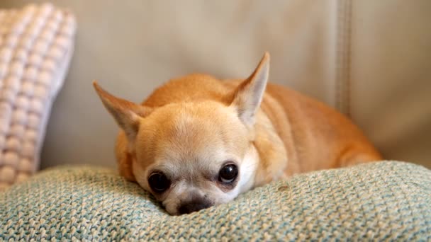 Chihuahua perro en cojín — Vídeos de Stock