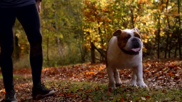 Mann geht mit britischer Bulldogge spazieren — Stockvideo