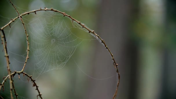 Tau bedeckte Spinnweben — Stockvideo