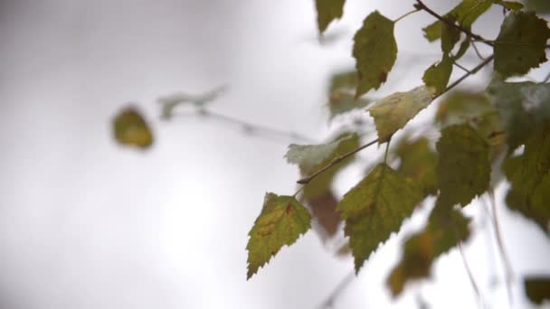 Φύλλα στο δέντρο το φθινόπωρο — Αρχείο Βίντεο