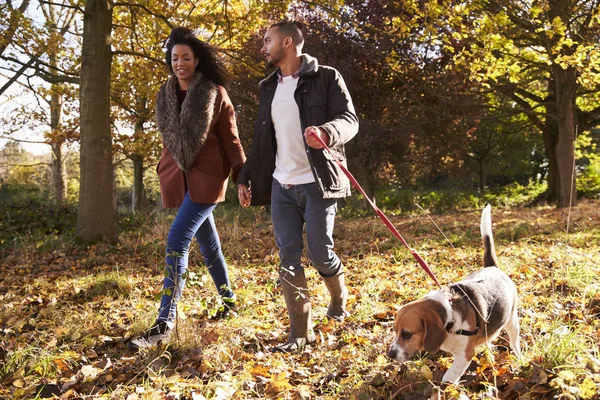 Par tränar hund i skogsmark — Stockfoto