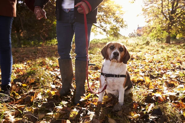 Hund wird spazieren geführt — Stockfoto