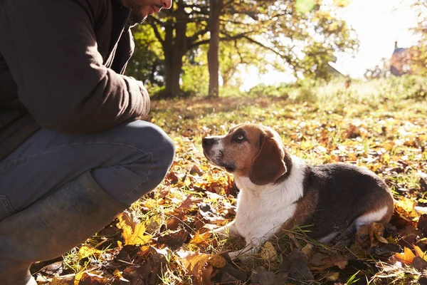 Человек, занимающийся собакой в осеннем лесу — стоковое фото