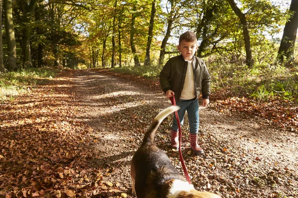 Genç çocuk köpek yürüyen — Stok fotoğraf