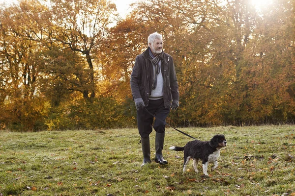 Människan tar med hunden på promenad — Stockfoto