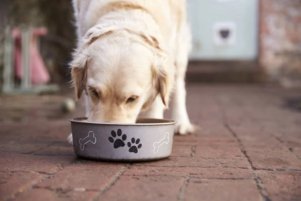 Labrador Mangiare dalla ciotola del cane — Foto Stock