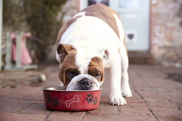 British Bull Dog comiendo de Dog Bowl — Foto de Stock