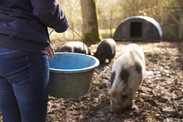 Porcs d'engraissement pour femmes, milieu de section — Photo