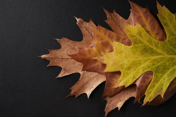Drie tinten van Herfstbladeren — Stockfoto