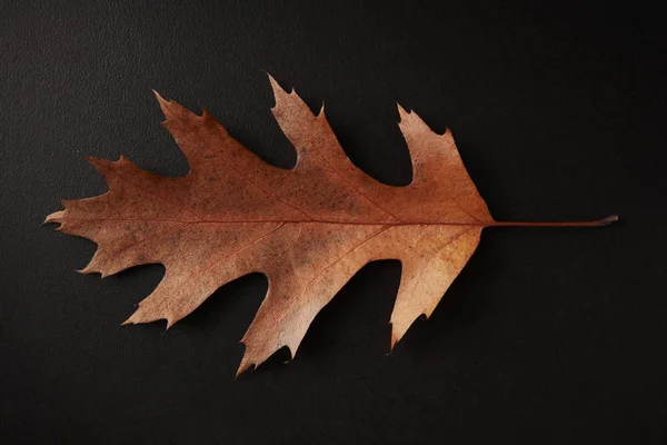 Brązowy liść jesieni — Zdjęcie stockowe