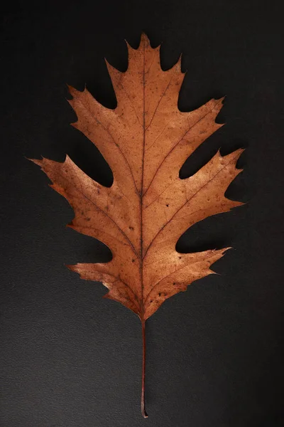 Braunes Herbstblatt — Stockfoto