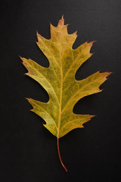 Yellow Autumn leaf — Stock Photo, Image
