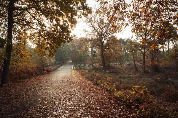 公路穿过秋天的树木 — 图库照片