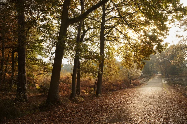 Route à travers les arbres d'automne — Photo