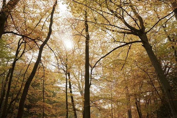 Осенний навес деревьев — стоковое фото