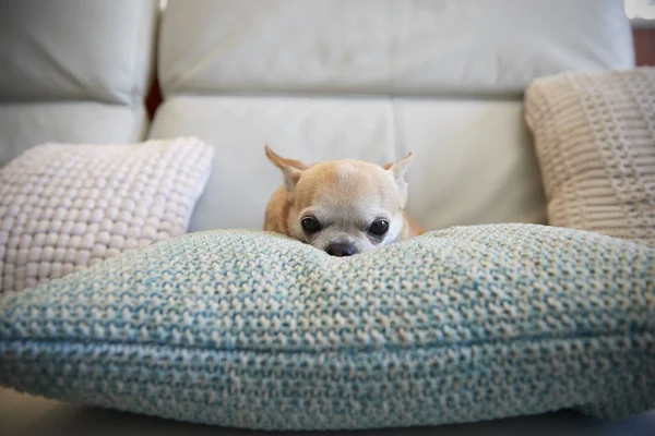 Cane Chihuahua seduto sul cuscino — Foto Stock