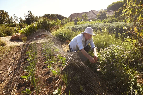 Mature woman working at countryside allotment — Stock Photo, Image