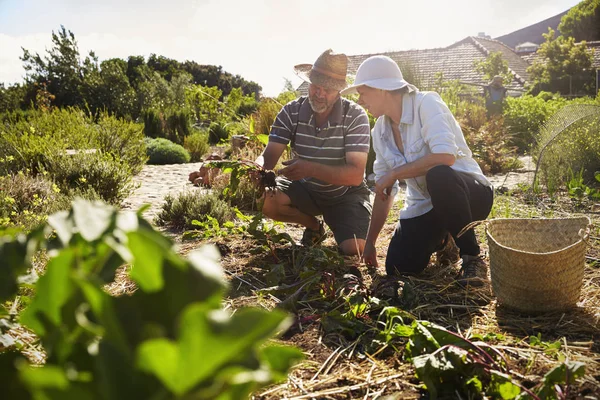 Mature couple working at countryside allotment — Stock Photo, Image